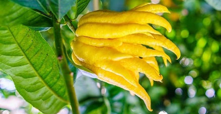 Tropikal meyve isimleri