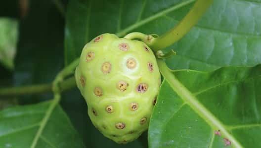 Tropikal meyve isimleri