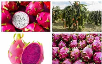 pitaya meyvesi