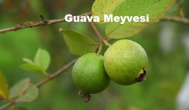 Guava Meyvesi 