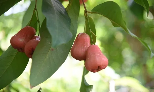 Mum Elması