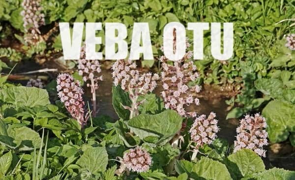 veba otu