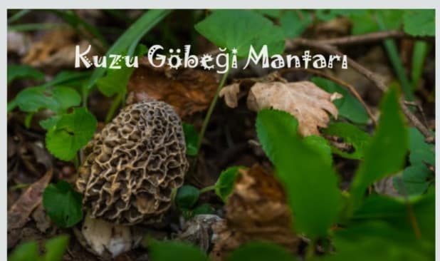 Kuzu Göbeği Mantarı
